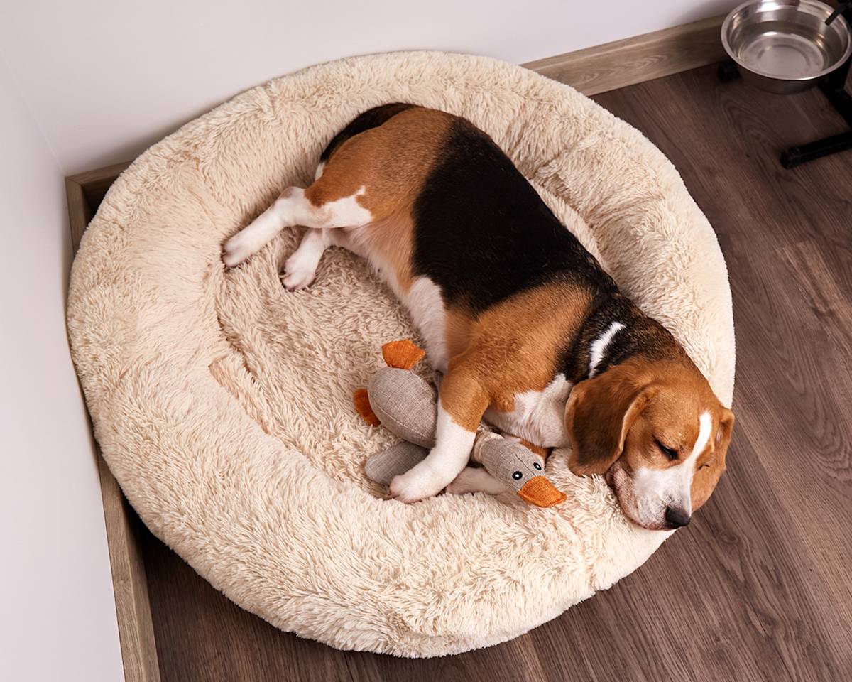 dog lying in bed with duck toy