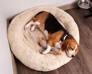 dog lying in bed with duck toy