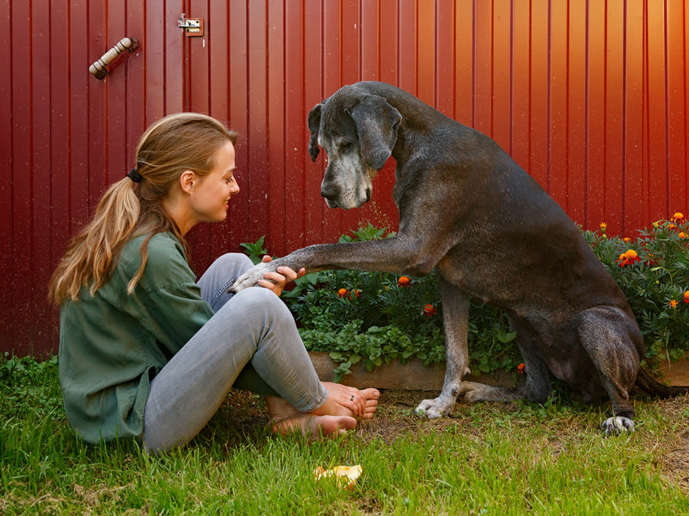Woman sitting in the grass of her backyard shaking the paw of her senior Great Dane dog