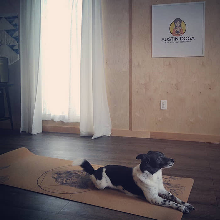 black and white dog on yoga mat