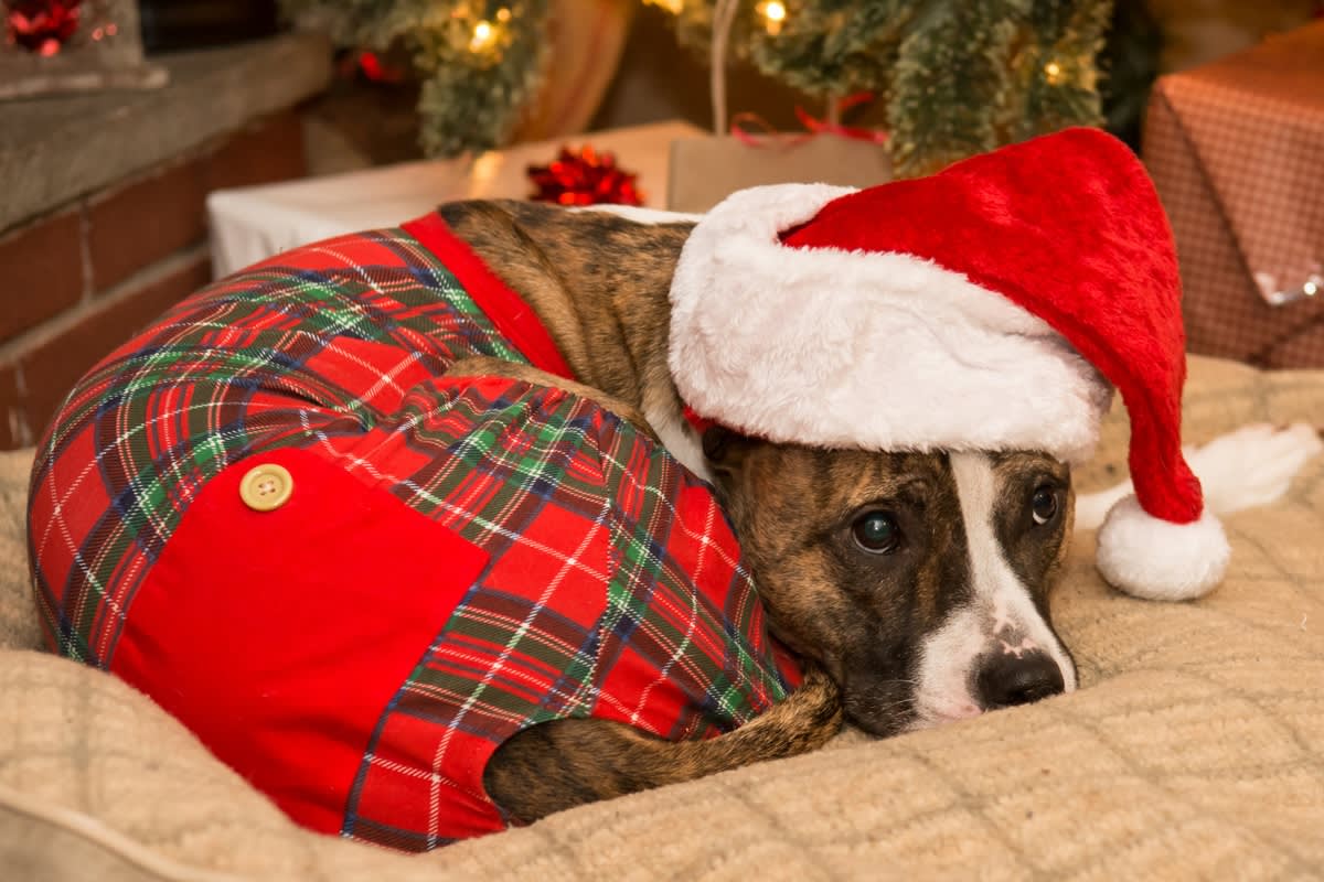 Dog in holiday pajamas