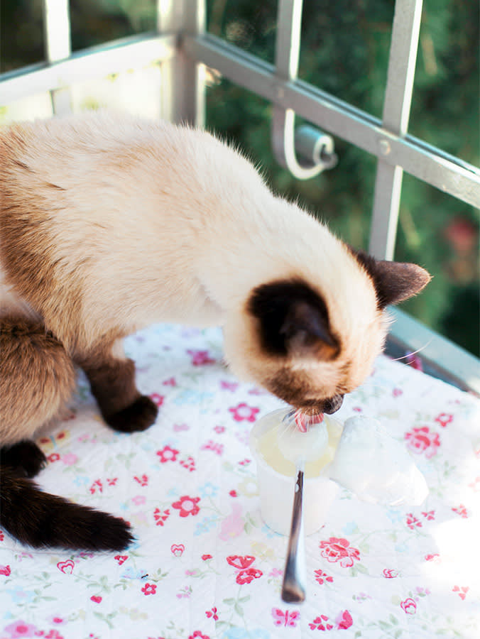 Detail Of Cat Licking Yogurt From Jar On Balcony.