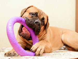 Bullmastiff puppy chewing on a purple ring chew toy