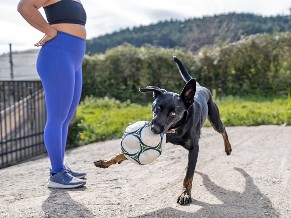 Dog playing with a ball