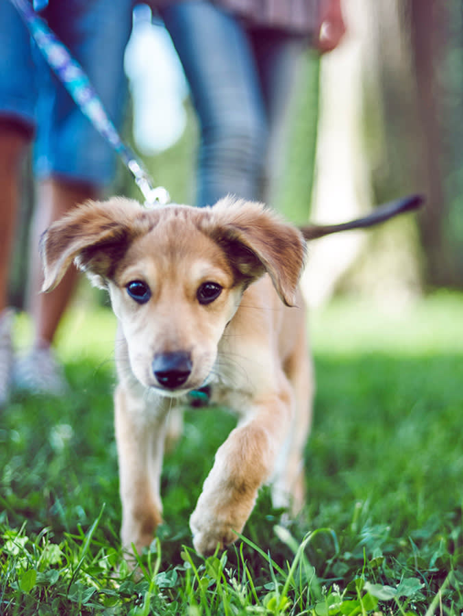 Couple walking their new puppy outside in the grass.