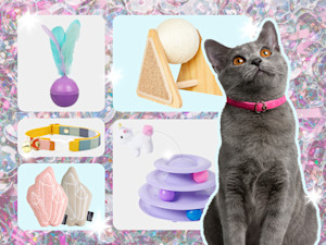 gray cat with cat toys: a cat collar, a cat stuffie, and a cat scratcher