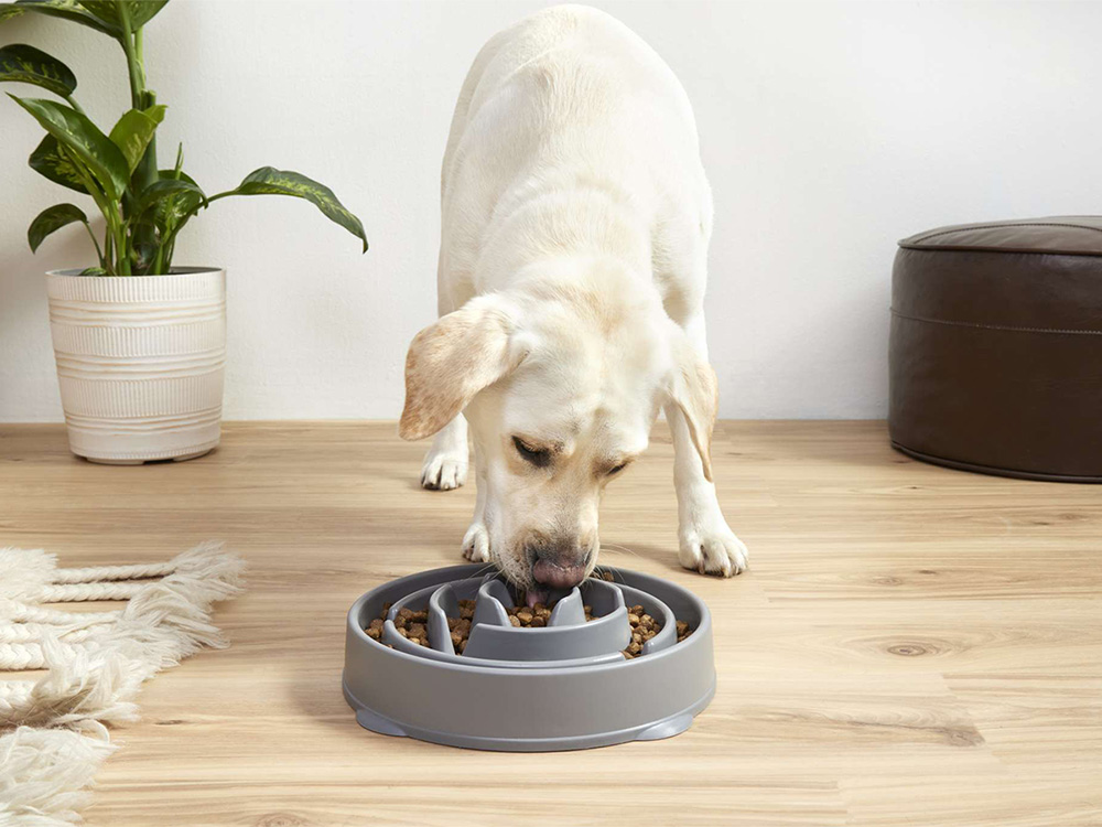 dog eating out of bowl