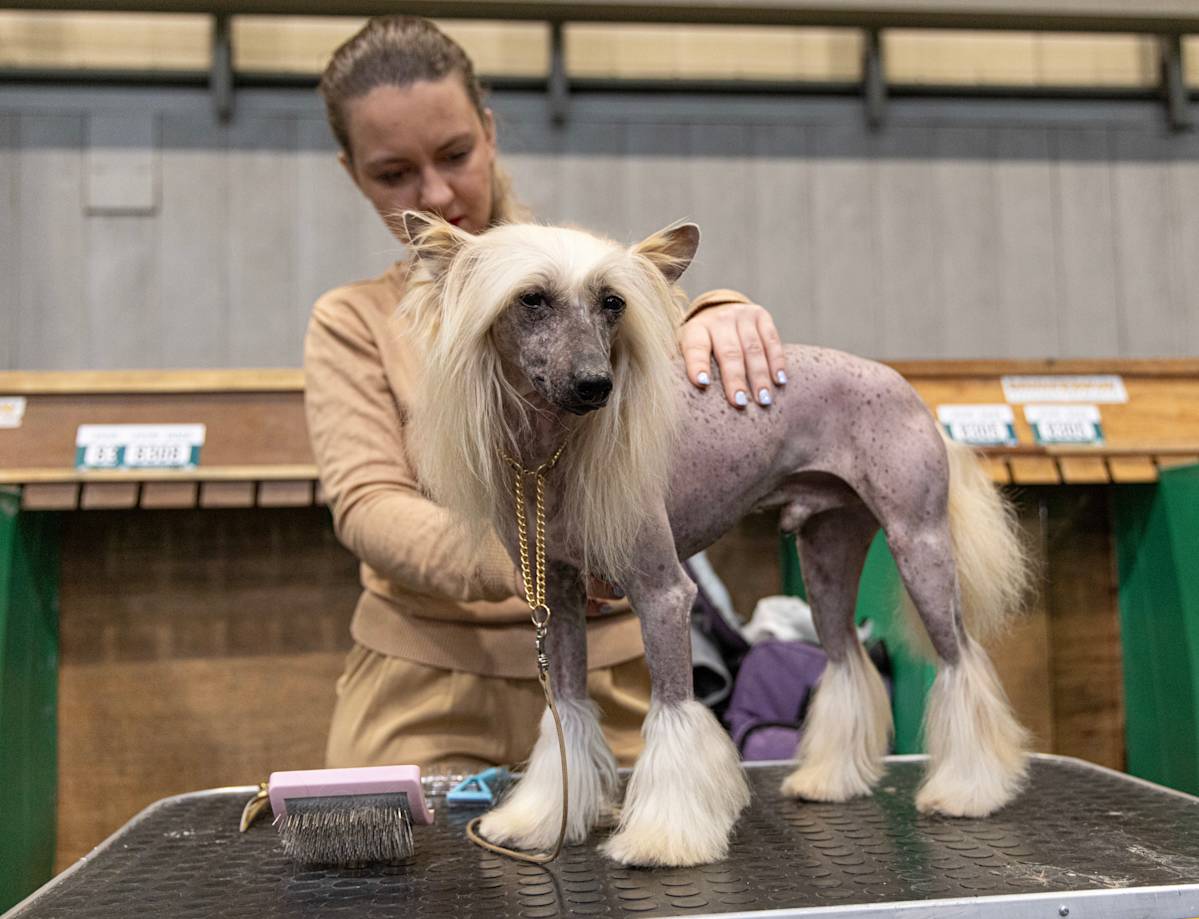 Dog at crufts
