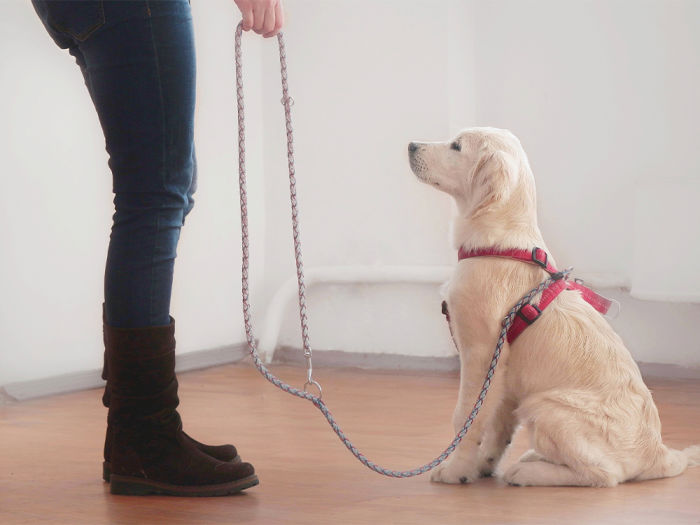 a dog held on a leash sits calmly