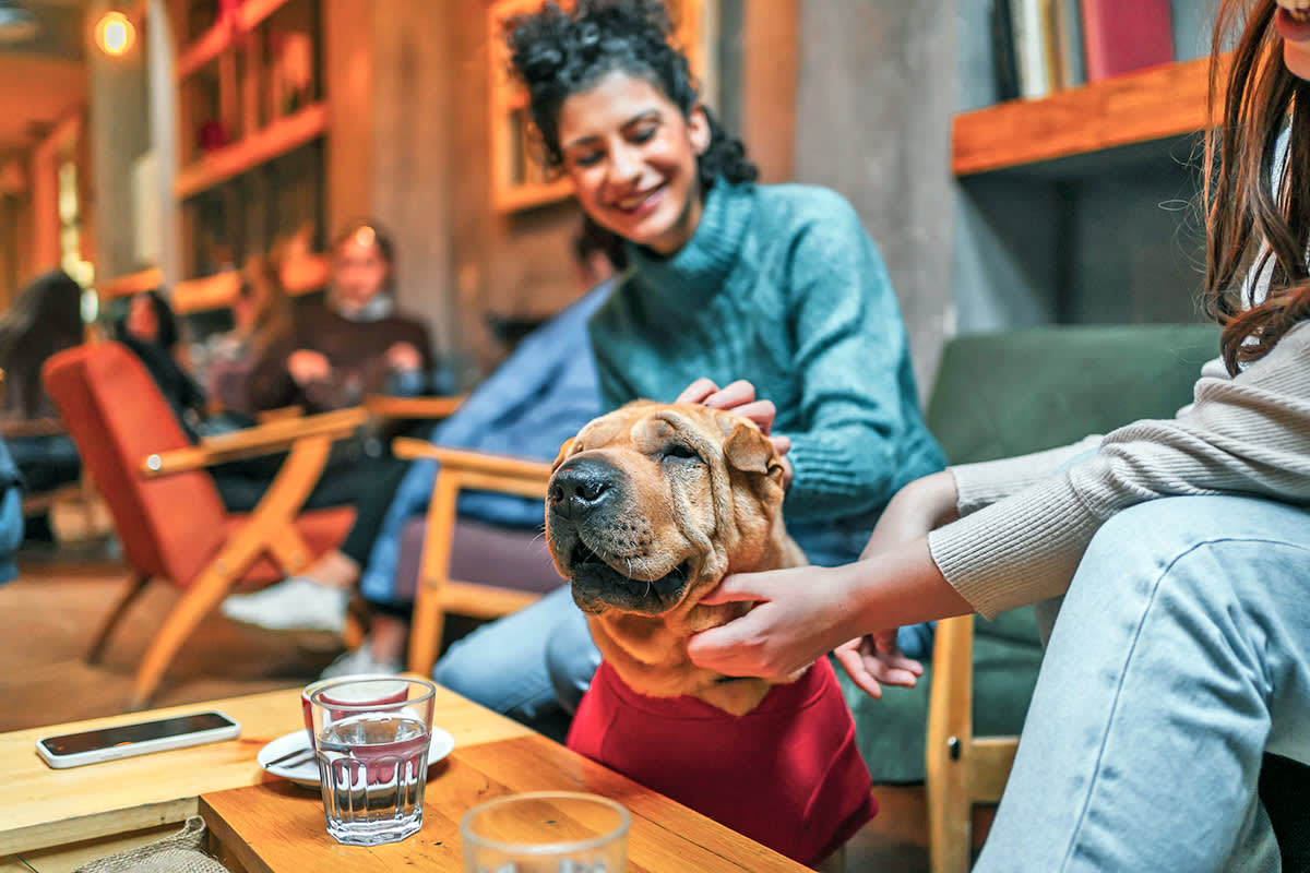 Person petting a dog at a bar