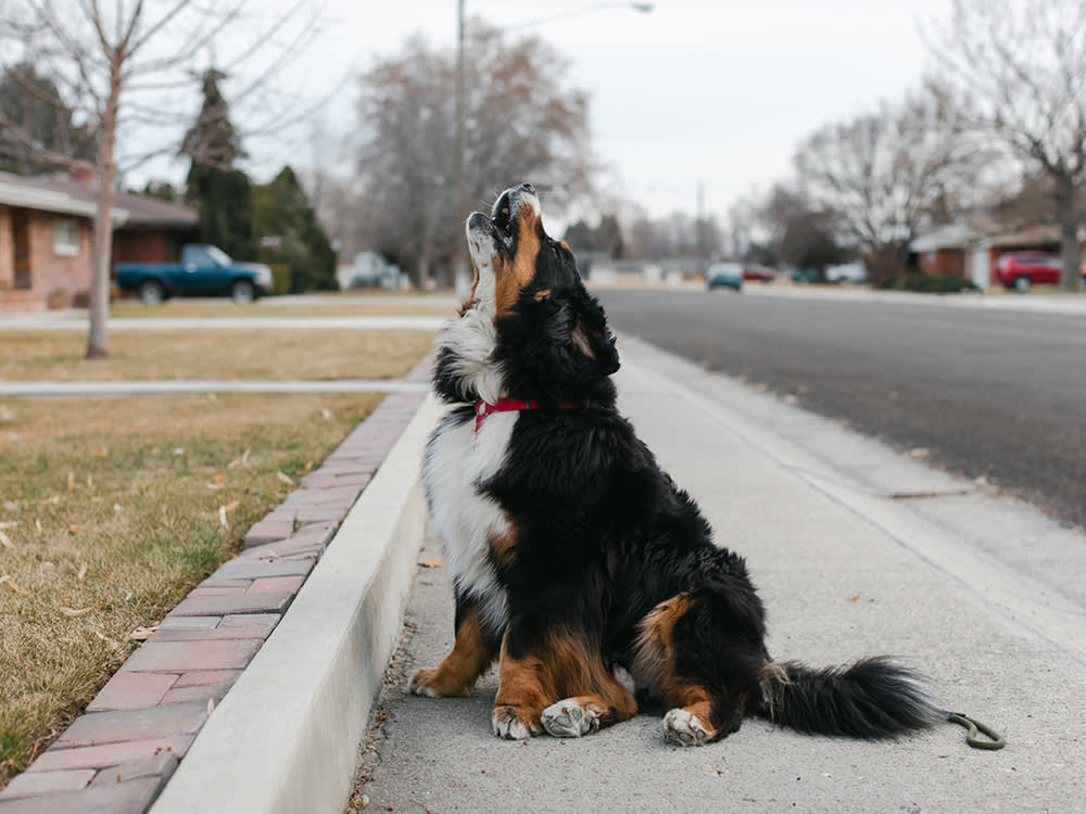 A dog howling on a sidewalk on a residential street. 