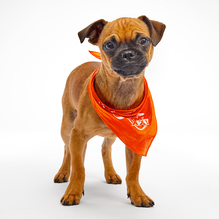 Mr. Pickles Puppy Bowl