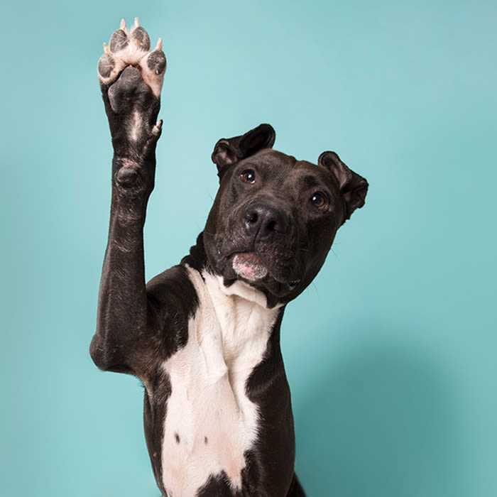 a dog lifts a paw in front of a blue backdrop