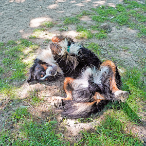 dog rolling on grass