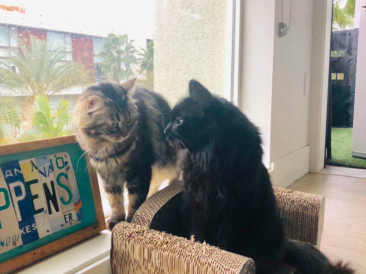 two cats