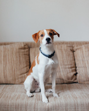 brown and white dog sat on a brown sofa