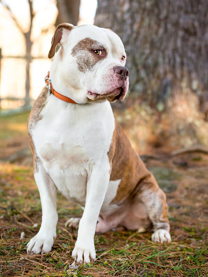Cute dog looking shy outside.