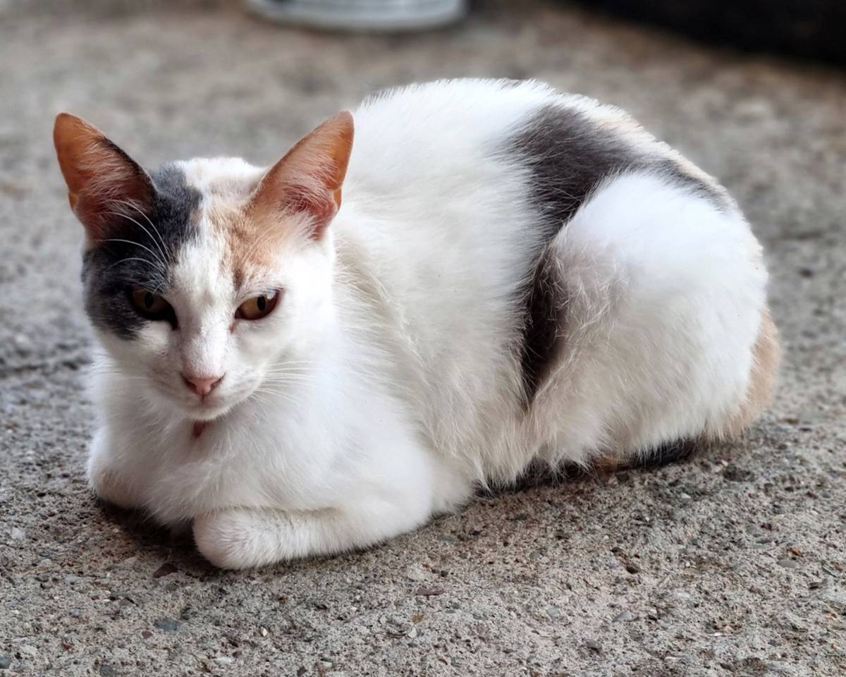 cat loafing on concrete
