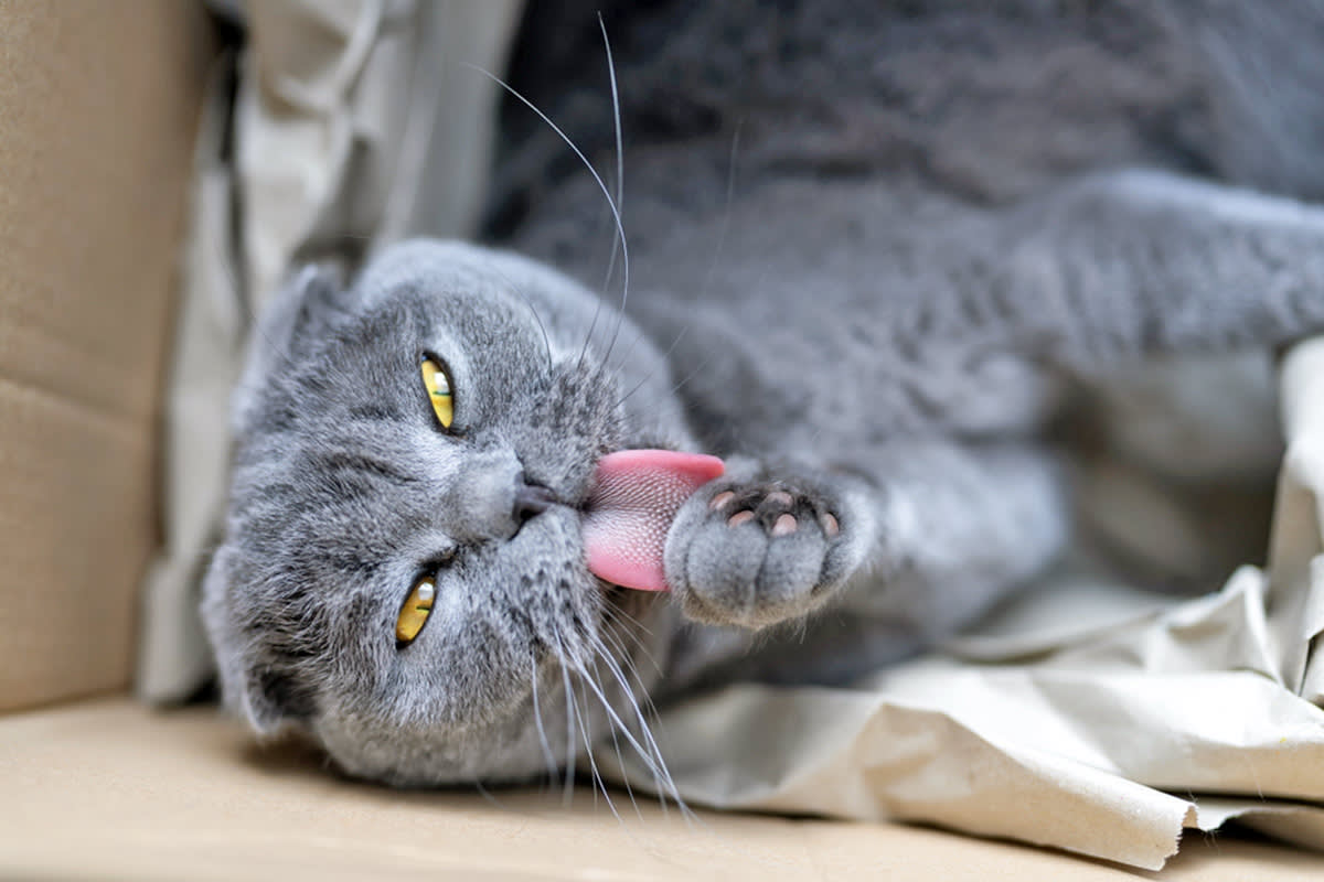 cat grooming themself