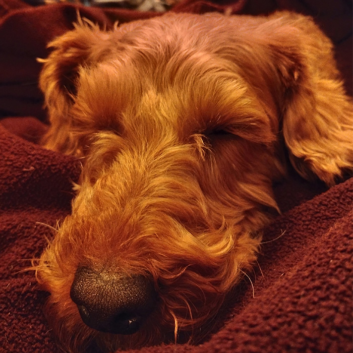 Image of a red miniature poodle cross dog 