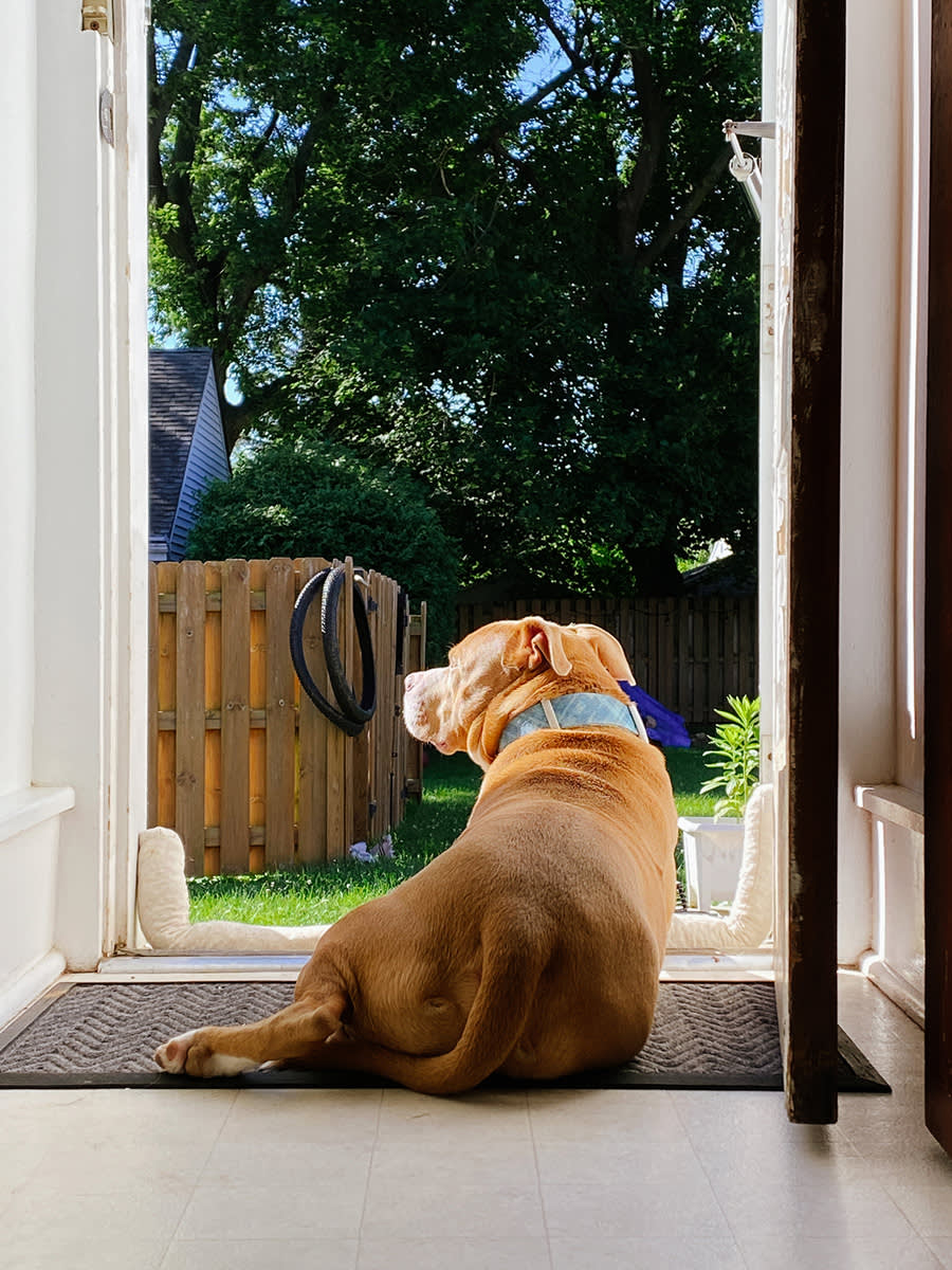 dog lying by open door