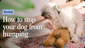 Is Your Dog's Humping Normal or Should You Be Worried?