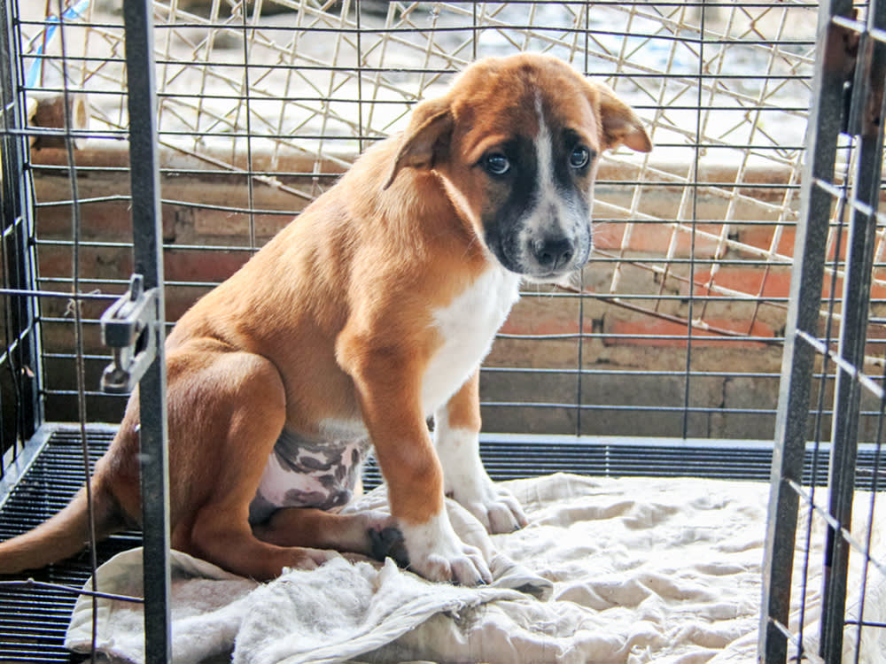 Sad puppy in a cage.