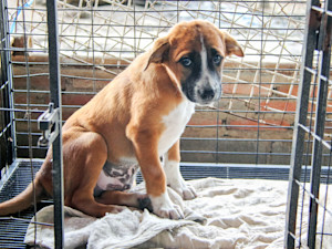 Sad puppy in a cage.