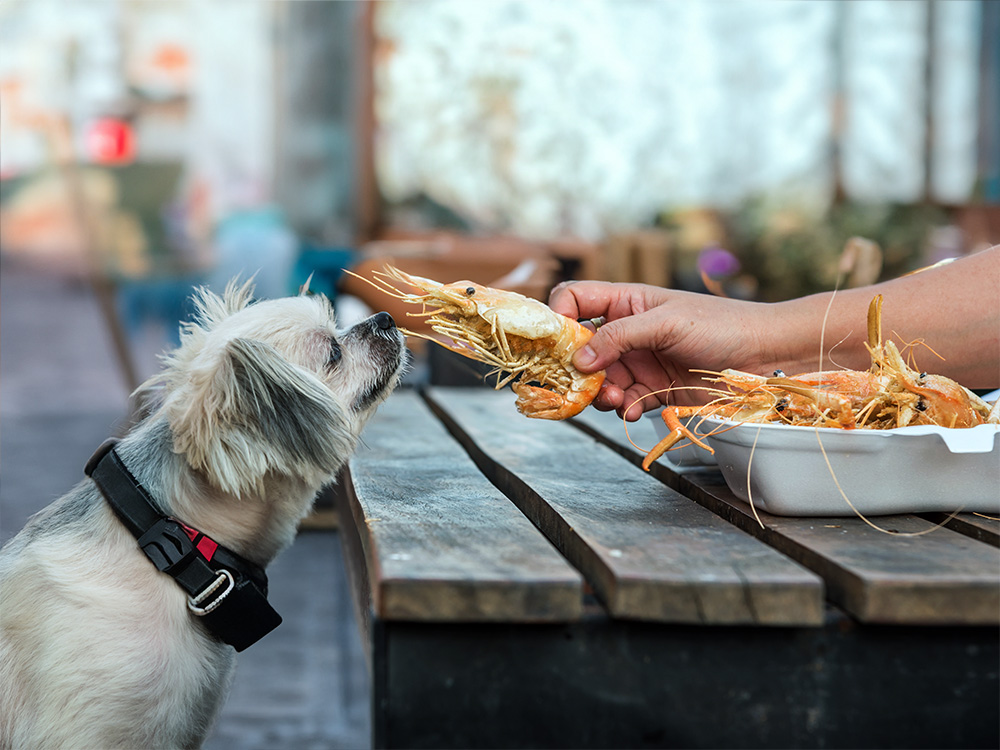 Can dogs eat shellfish best sale