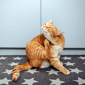 Orange cat scratching himself.