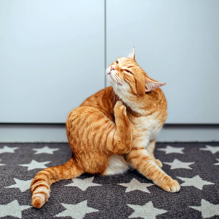 Orange cat scratching himself.