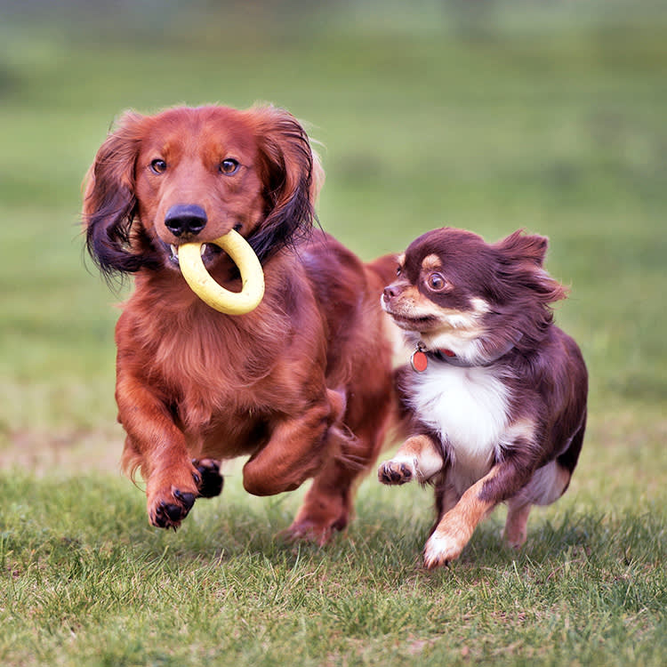 Two dogs playing with a toy outside in the grass.