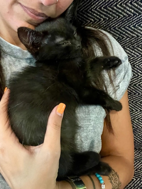a tiny black kitten sleeps on a woman's chest