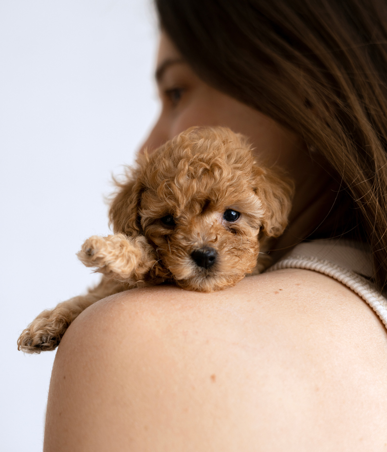 Young girl hugging a puppy of a maltipoo
