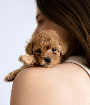 Young girl hugging a puppy of a maltipoo