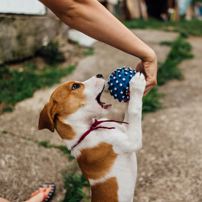 A dog reaching up to grab a blue ball out of a woman's hand. 