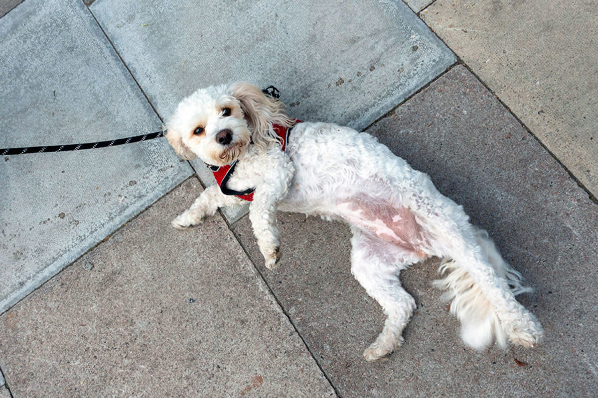 a dog lies down on the sidewalk and refuses to walk