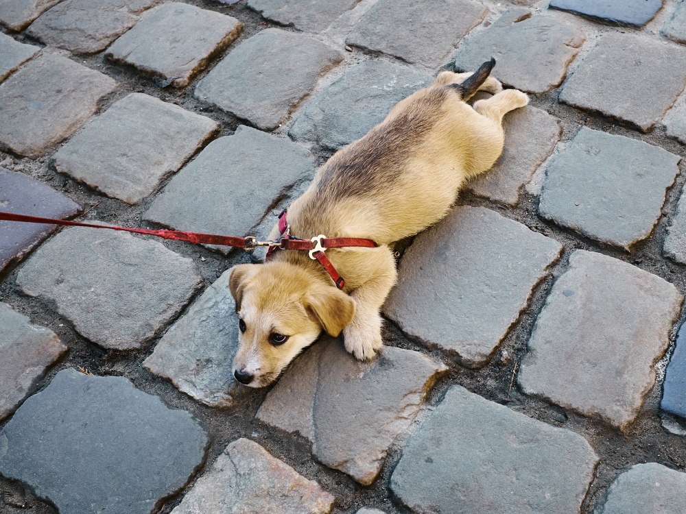 Help, My Puppy Doesn'T Want To Walk Outside · The Wildest