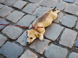 Dog lying on a brick street with a leash