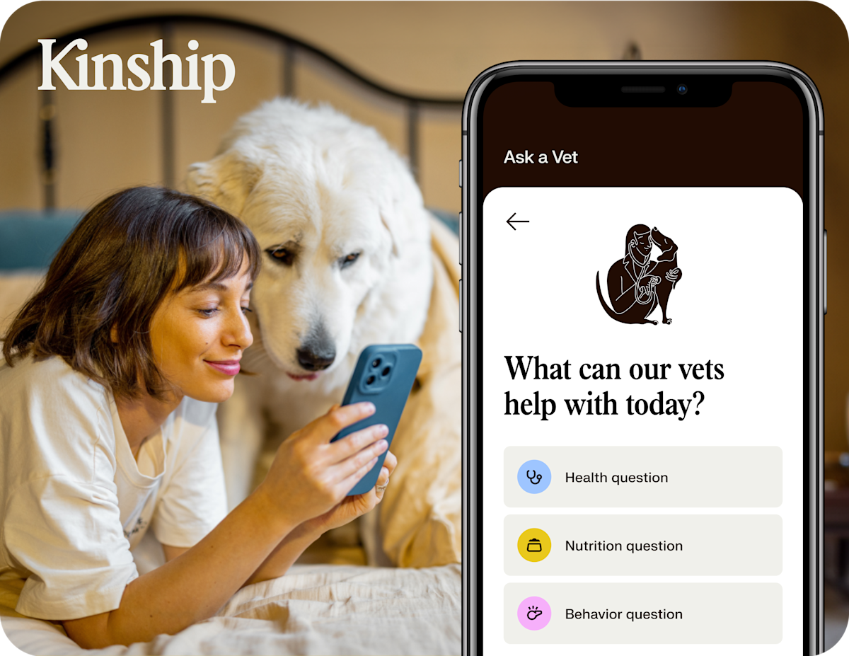 Dog on leash for article upsell with AAV overlay