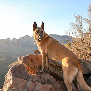 German Shepherd dog outside in Arizona desert.