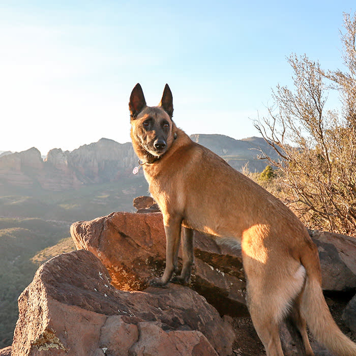 German Shepherd dog outside in Arizona desert.