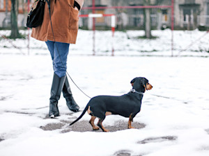 Woman walking her black dachshund dog out in the snow.