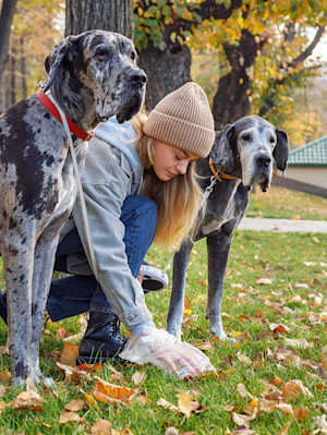 Woman picking up dog waste in the grass outside.