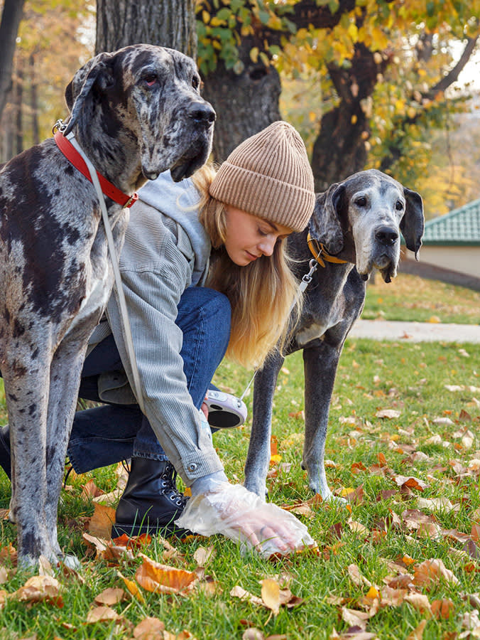 Woman picking up dog waste in the grass outside.