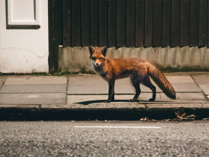 fox on city street at night