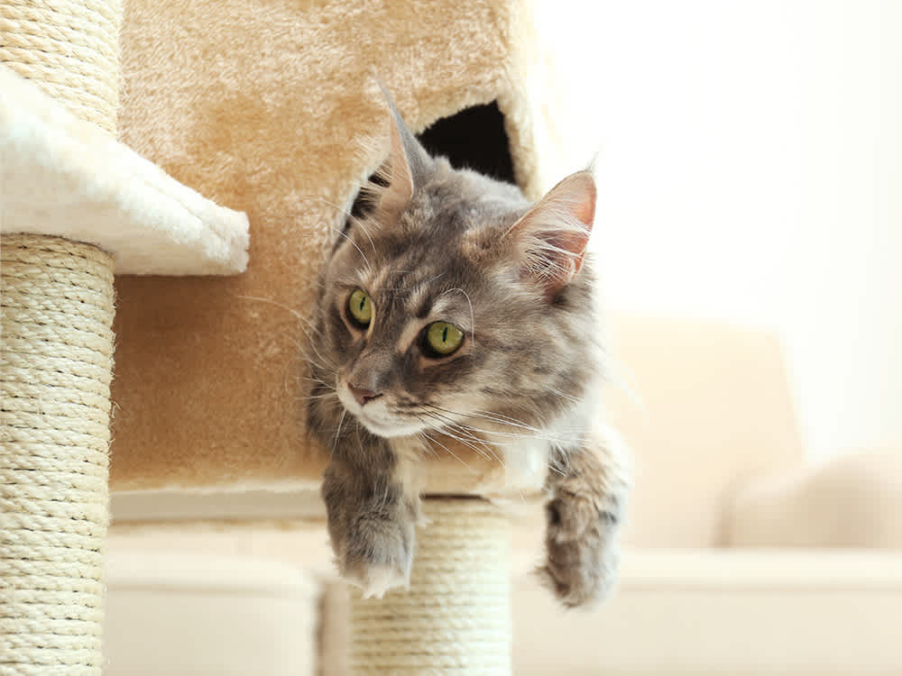 Cat laying inside a cat tree