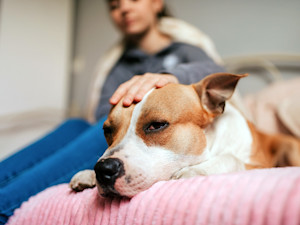 Woman comforting her dog at home.