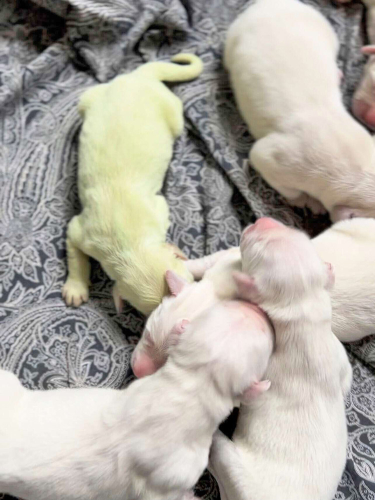 Shamrock, a puppy who was born green in Florida