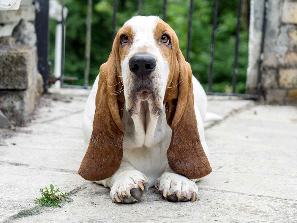 A long-eared dog with brown-and-white markings stares up at the camera in front of a stone and wrought-iron fence.
